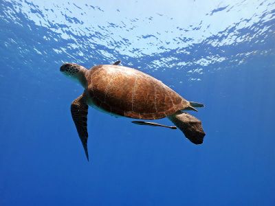 Tüplü Dalış (2 Dalış) - 3